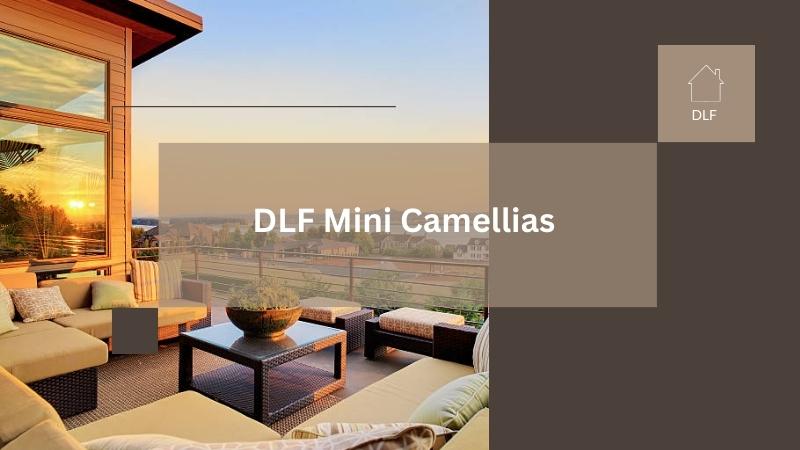 DLF Mini Camellias